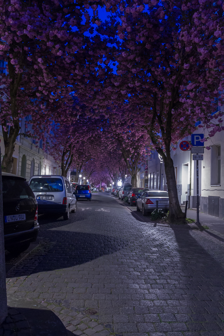 Kirschblüten in Bonn