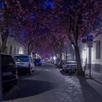 Kirschblüten in Bonn