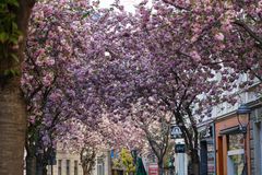 Kirschblüten in Bonn