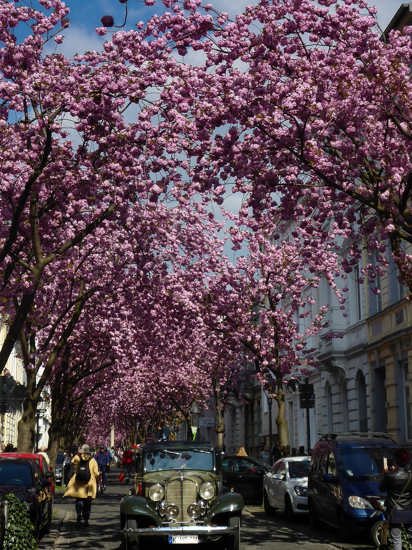 Kirschblüten in Bonn