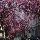 Kirschblüten in Bonn