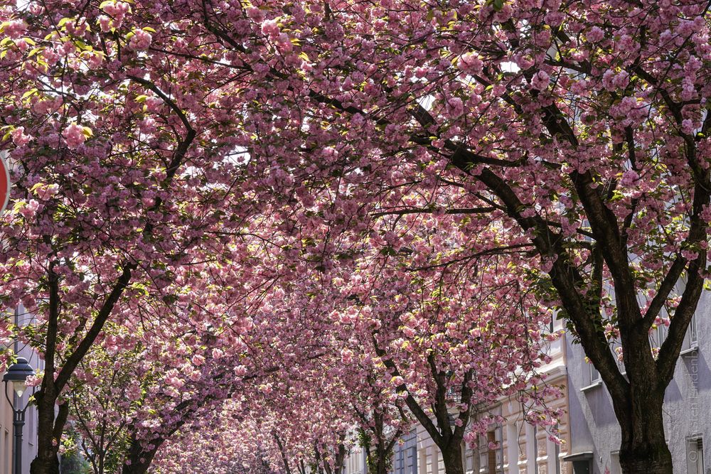 Kirschblüten in Bonn