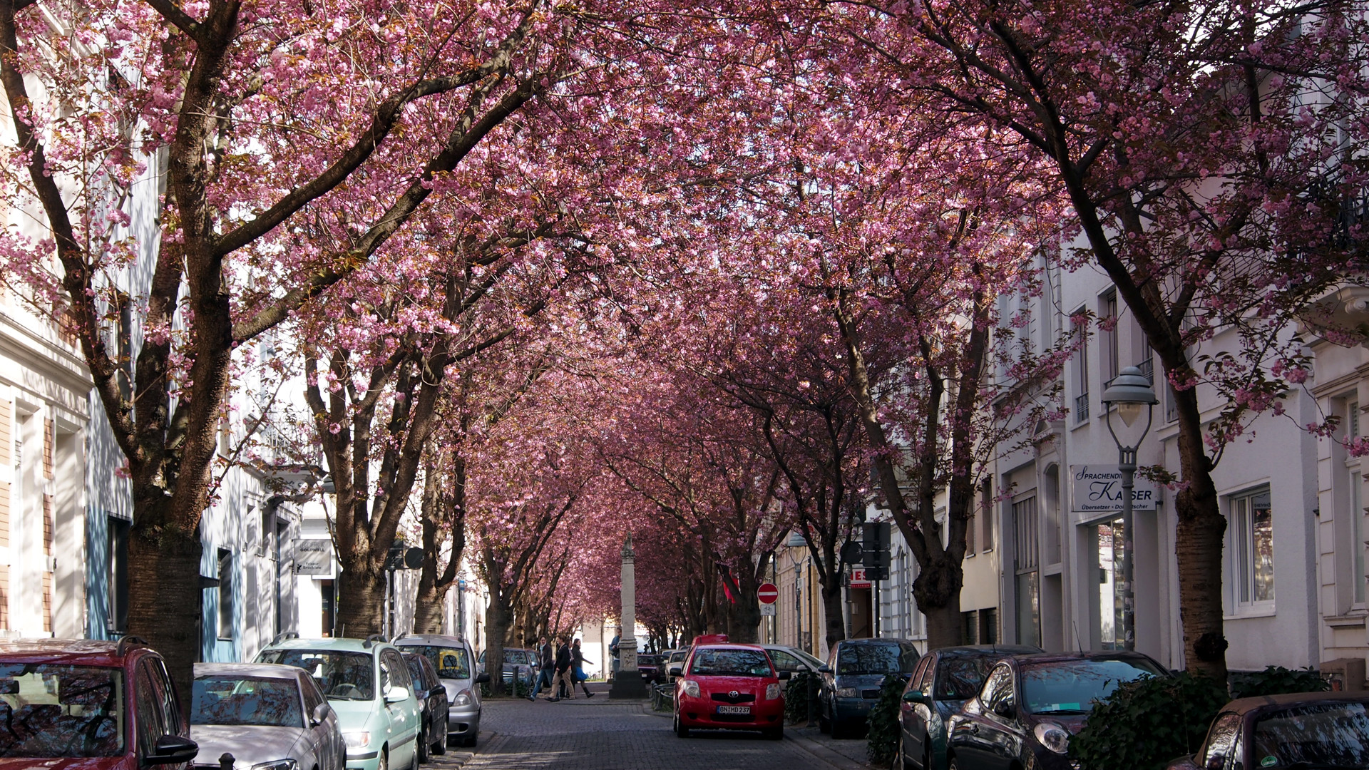 Kirschblüten in Bonn