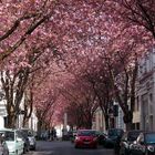 Kirschblüten in Bonn