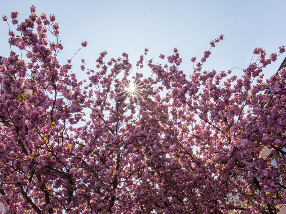 Kirschblüten in Bonn