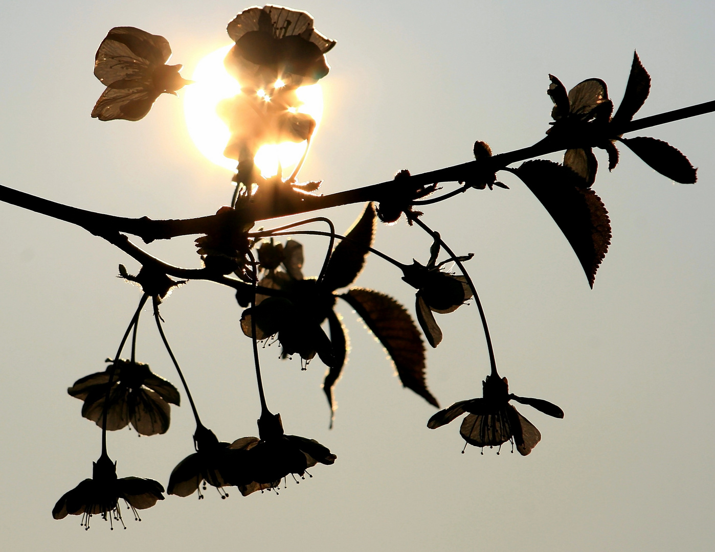 Kirschblüten in der Abendsonne