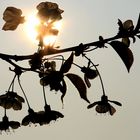 Kirschblüten in der Abendsonne