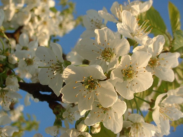 Kirschblüten in der Abendsonne