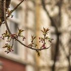 Kirschblüten in der Bonner Altstadt (I)