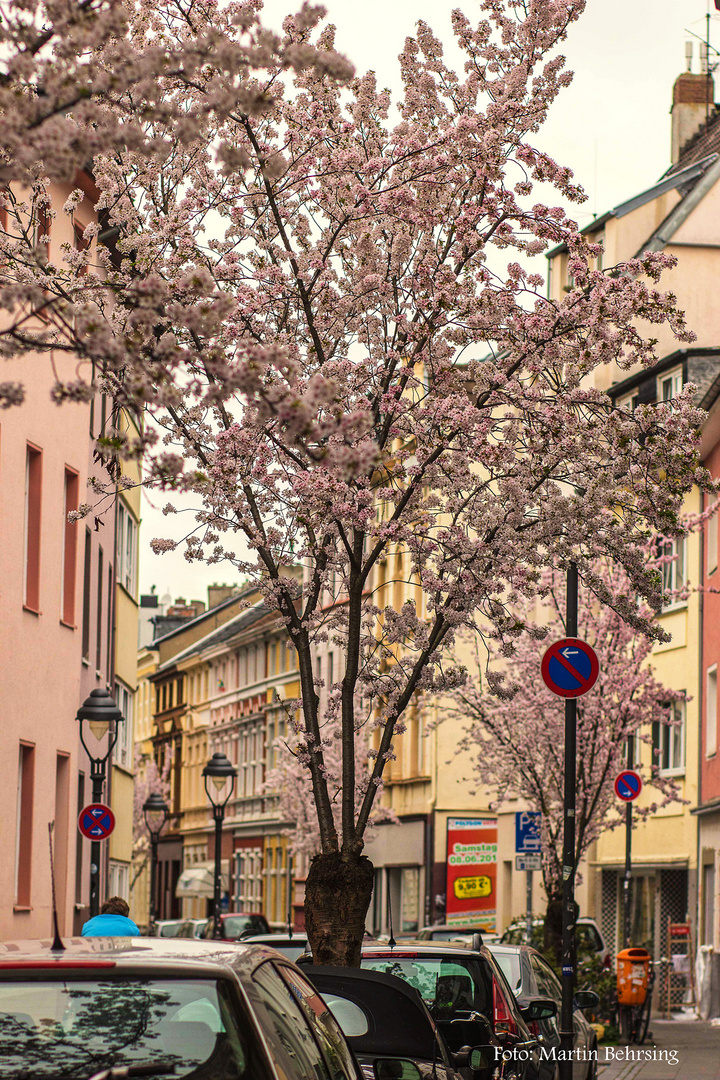 Kirschblüten in der Bonner Altstadt (II)