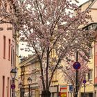 Kirschblüten in der Bonner Altstadt (II)