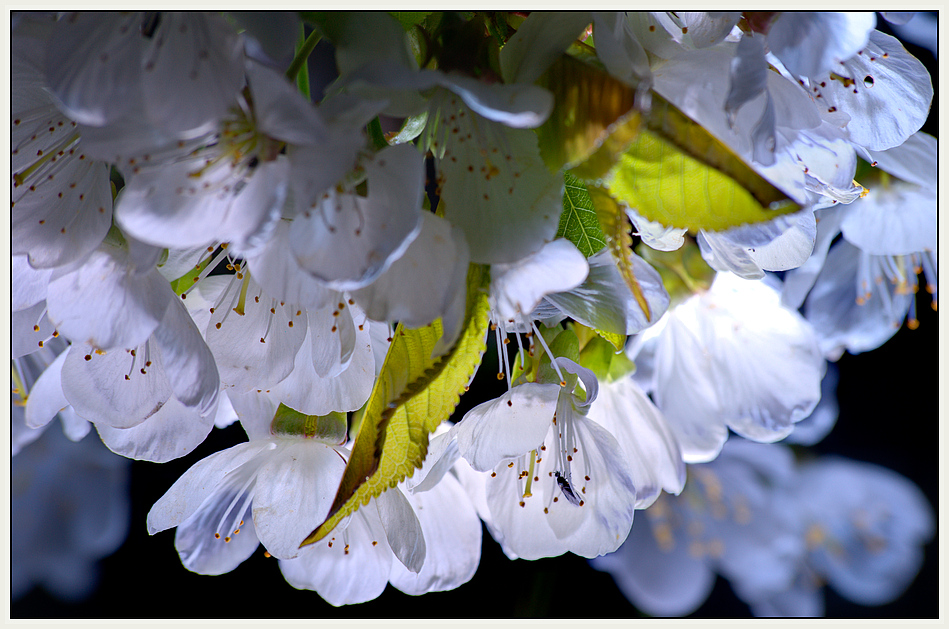 kirschblüten in der nacht