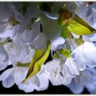 kirschblüten in der nacht