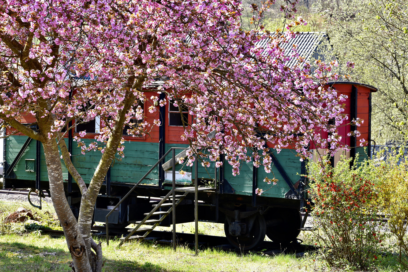 Kirschblüten in der Pfalz