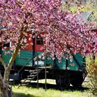 Kirschblüten in der Pfalz