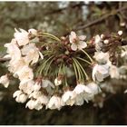 Kirschblüten in der Plantage