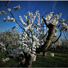 Kirschblüten in der Plantage (II)