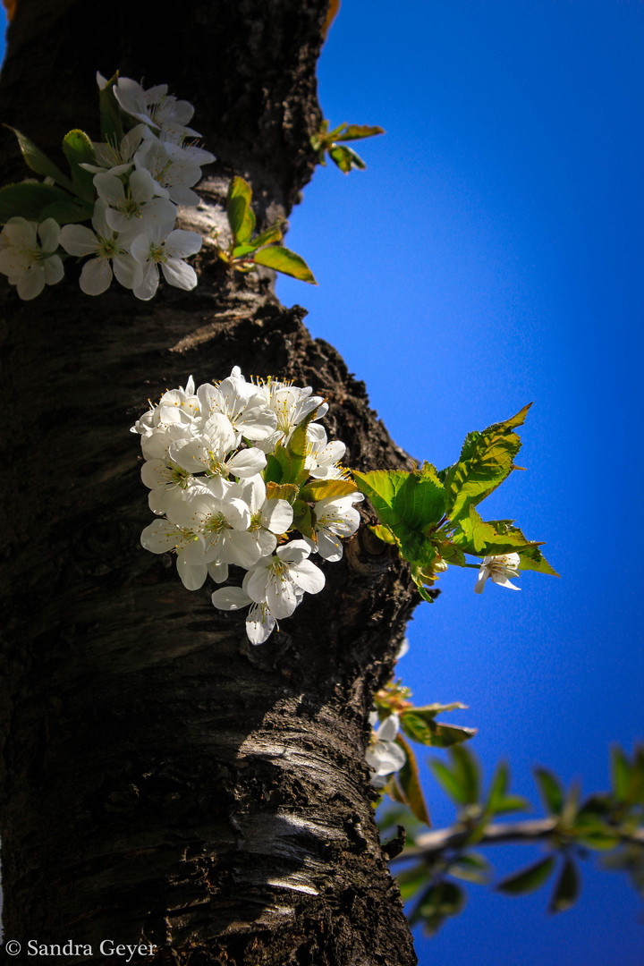 Kirschblüten in der Sommersonne