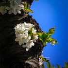 Kirschblüten in der Sommersonne