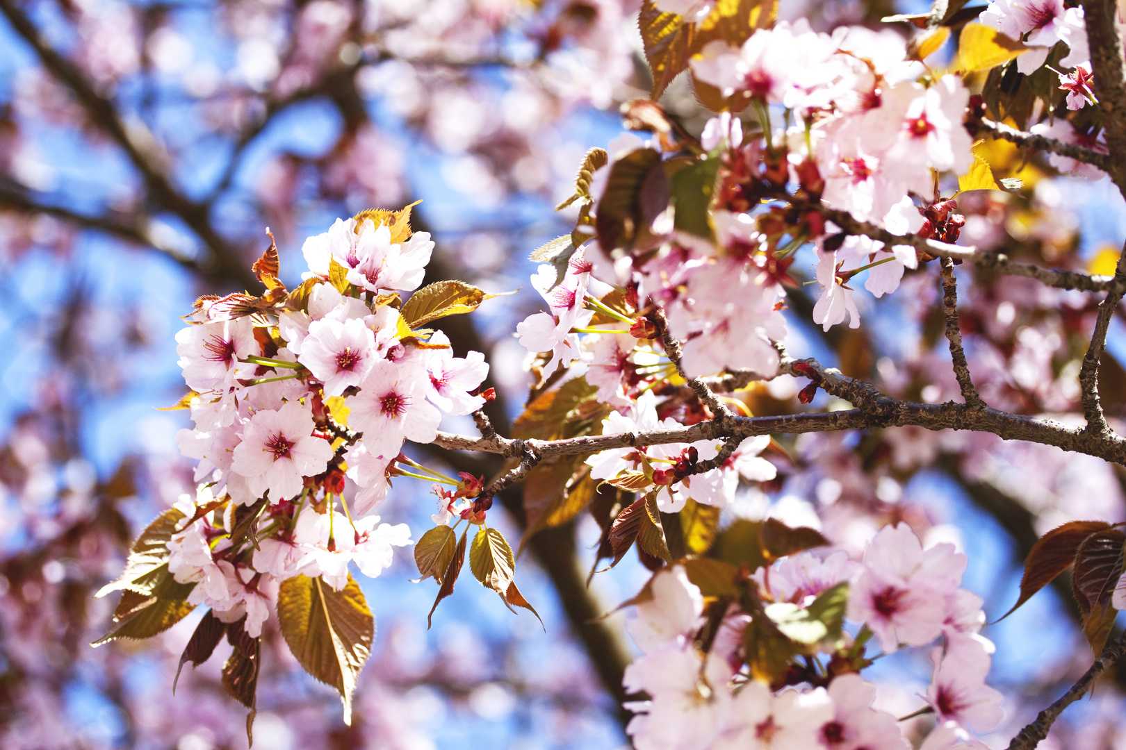 Kirschblüten in der Sonne