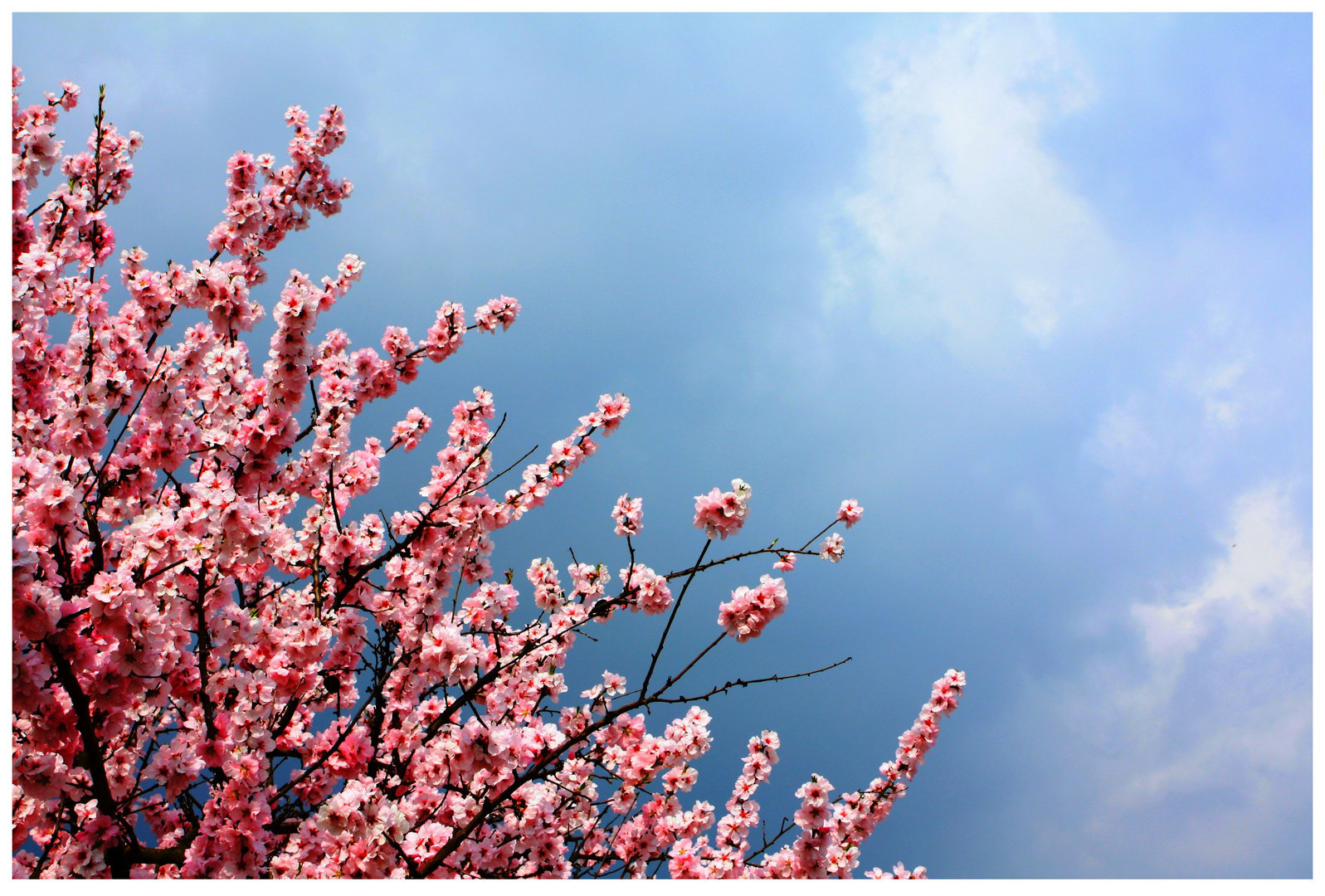 Kirschblüten in Gewitter Stimmung 02