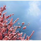 Kirschblüten in Gewitter Stimmung 02