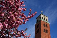 Kir(s)chblüten in Gladbeck