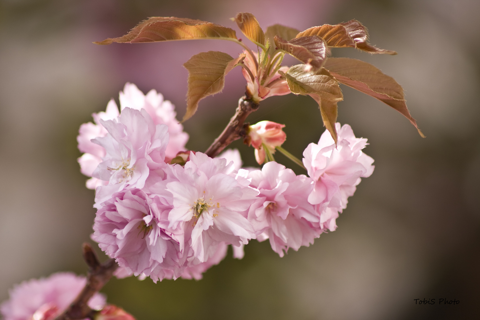 Kirschblüten in ihrer ganzen Pracht