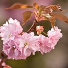 Kirschblüten in ihrer ganzen Pracht