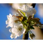 Kirschblüten in ihrer vollen Pracht