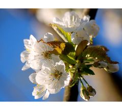 Kirschblüten in ihrer vollen Pracht