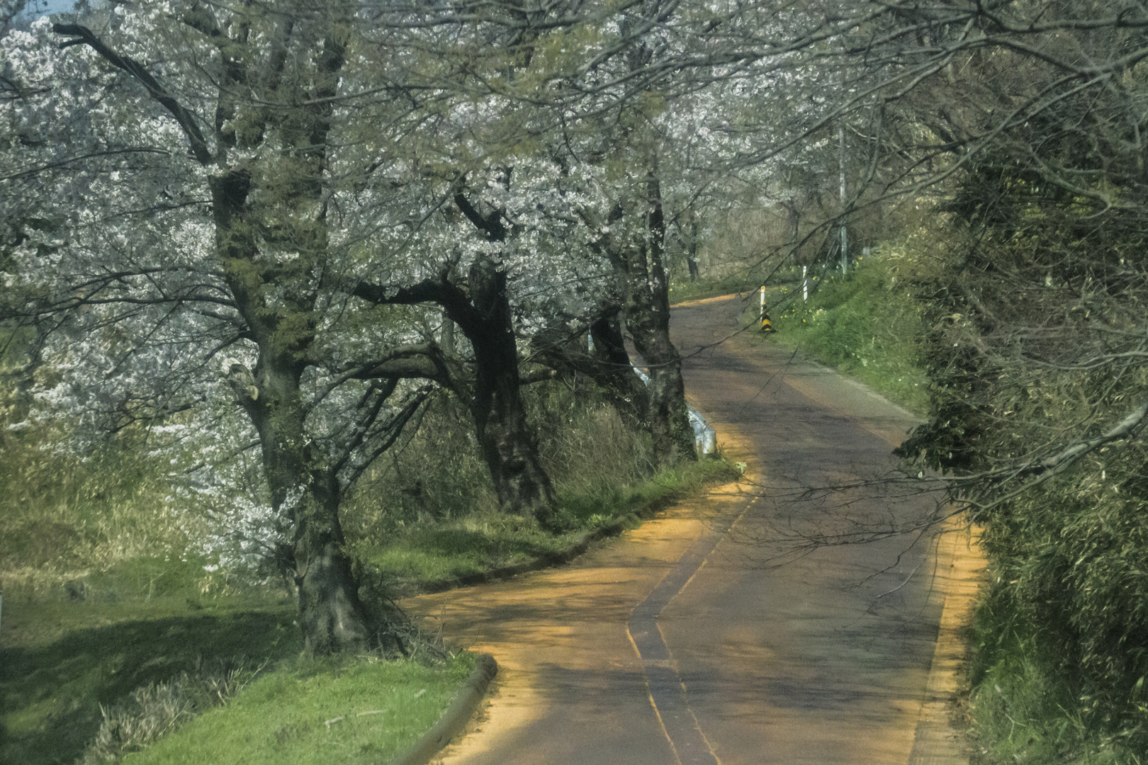 Kirschblüten in Japan