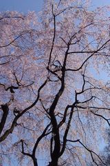 Kirschblüten in Japan