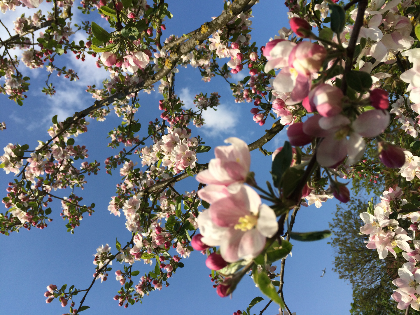 Kirschblüten in Japan