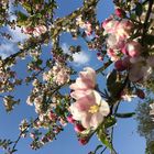 Kirschblüten in Japan