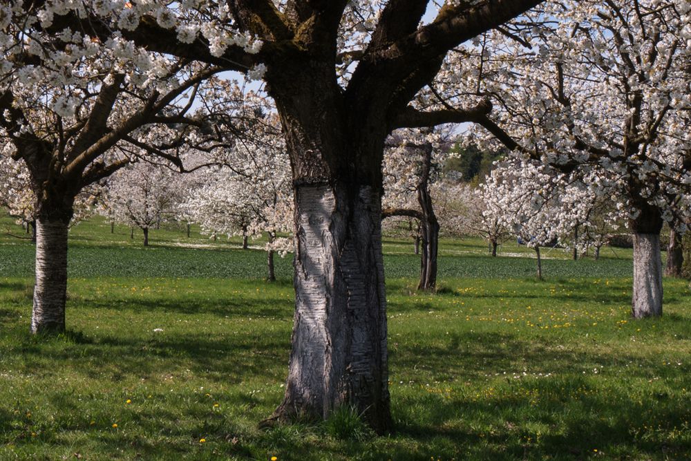 Kirschblüten in Kalchreuth  -2-