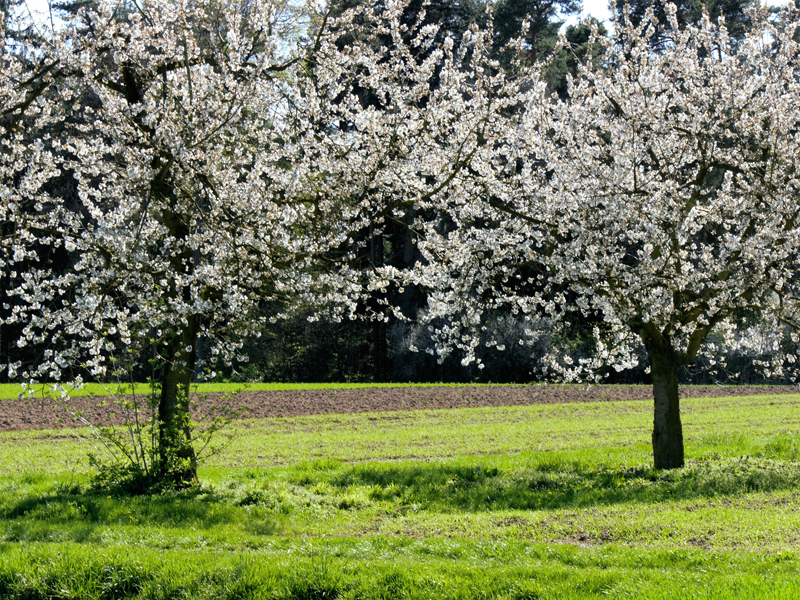 Kirschblüten in Kalchreuth (Mittelfranken)