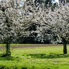 Kirschblüten in Kalchreuth (Mittelfranken)