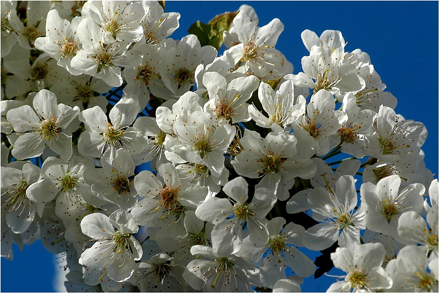 Kirschblüten in Nachars Garten