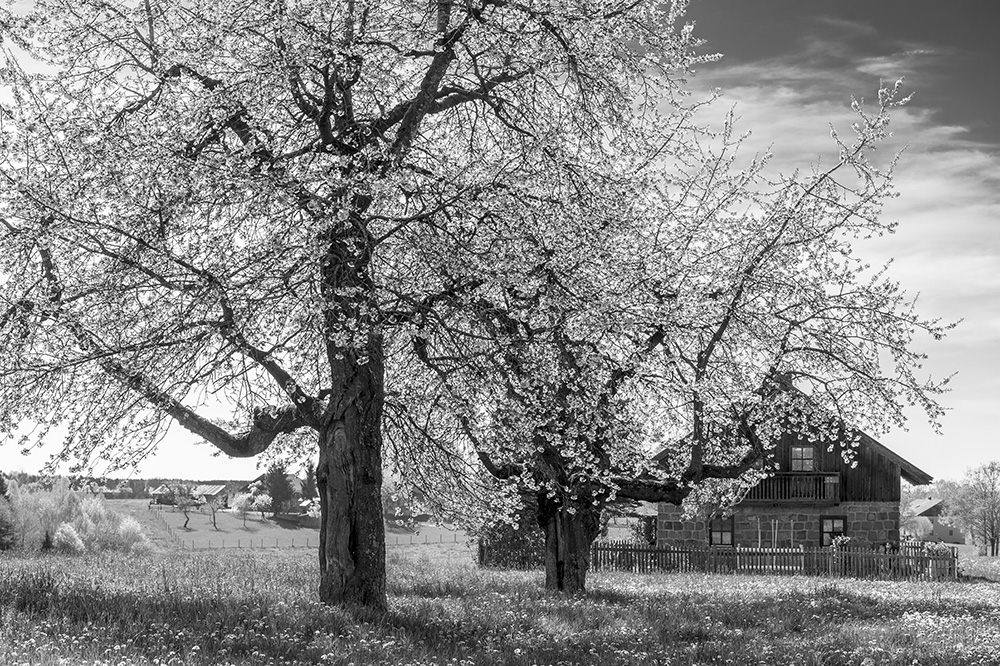 Kirschblüten in Niederbayern