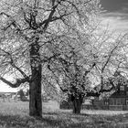 Kirschblüten in Niederbayern