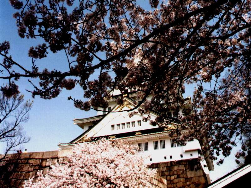 Kirschblüten in Osaka