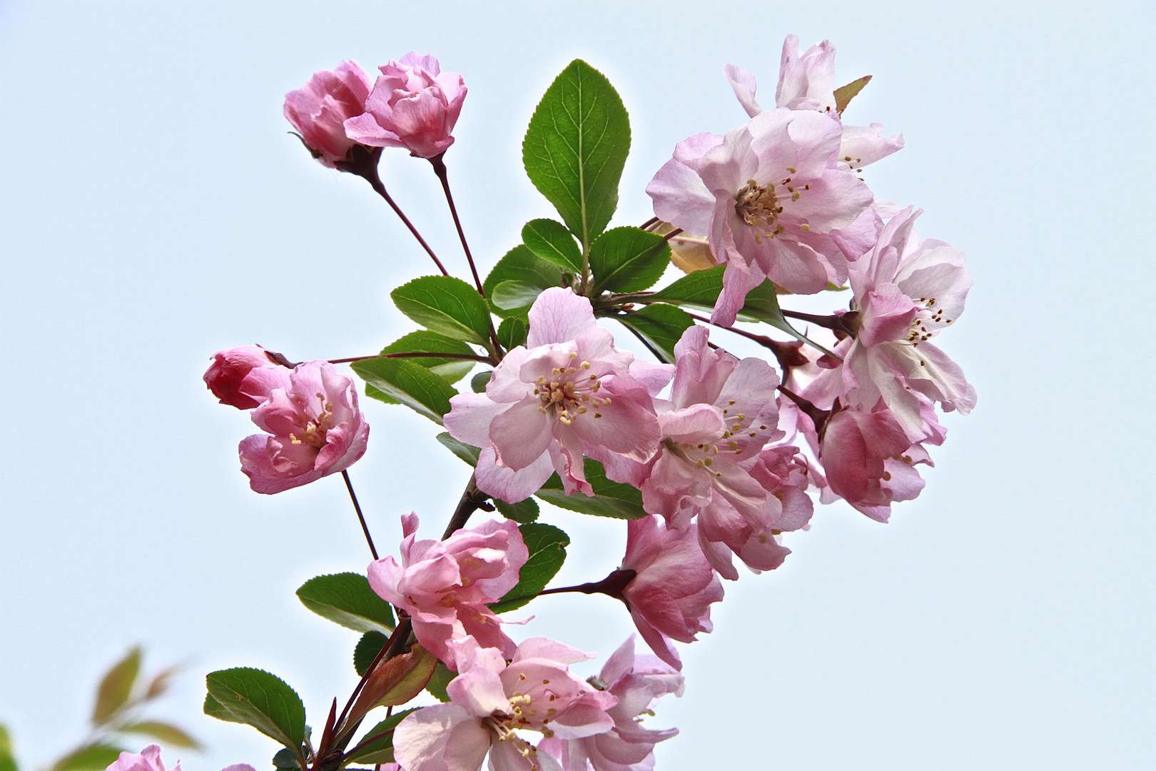 Kirschblüten in pink