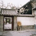 Kirschblüten in Qu Fu