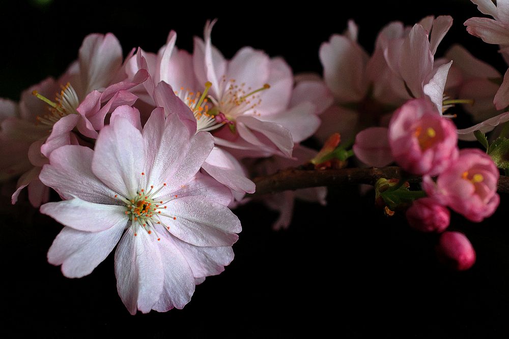 Kirschblüten in rosa