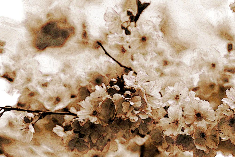 Kirschblüten in sepia