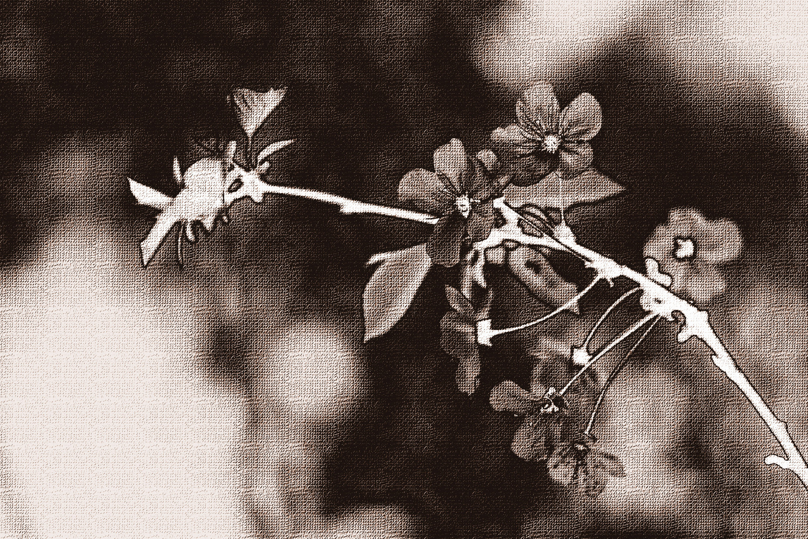 Kirschblüten in sepia