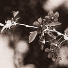 Kirschblüten in sepia