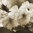 Kirschblüten in sepia