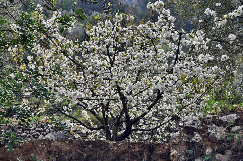 Kirschblüten in voller Entfaltung